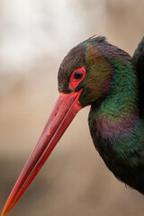 Black stork (Ciconia nigra) portrait