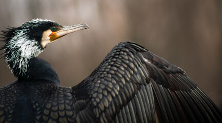 Great cormorant (Phalacrocorax carbo) in breeding plumage spreading wings
