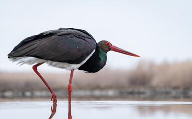 Black stork (Ciconia nigra) in a shallow lake