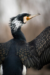 Great cormorant (Phalacrocorax carbo) in breeding plumage spreading wings