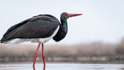 Black stork (Ciconia nigra) in a shallow lake