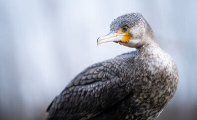 Great cormorant (Phalacrocorax carbo) in young plumage