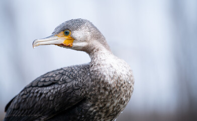 Fototapeta premium Great cormorant (Phalacrocorax carbo) in young plumage