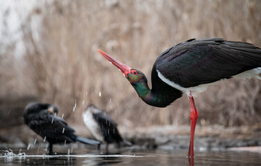 Black stork (Ciconia nigra) in a shallow lake, drinking
