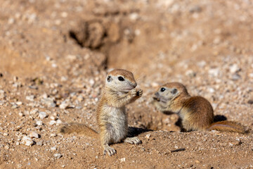 Juvenile round-tailed ground squirrel, Xerospermophilus tereticaudus, siblings, playing and hanging out at the entrance to their burrow. Adorable and cute rodents in the Sonoran Desert. Tucson, AZ.