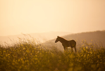 Wild mustang colt at sunset, California, USA