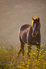 Sorrel mustang with blaze in the wild at sunset, California USA