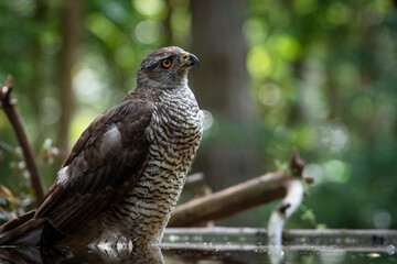 Northern goshawk (Accipiter gentilis) female in a lowland European forest standing in a pond