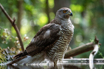Northern goshawk (Accipiter gentilis) female in a lowland European forest standing in a pond