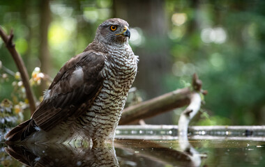 Northern goshawk (Accipiter gentilis) female in a lowland European forest standing in a pond