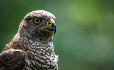 Northern goshawk (Accipiter gentilis) female in a lowland European forest, portrait