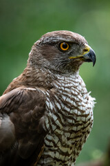Northern goshawk (Accipiter gentilis) female in a lowland European forest, portrait