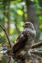 Northern goshawk (Accipiter gentilis) female in a lowland European forest standing in a pond