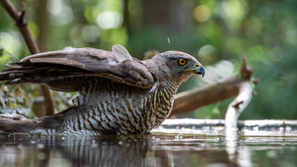 Northern goshawk (Accipiter gentilis) female in a lowland European forest standing in a pond
