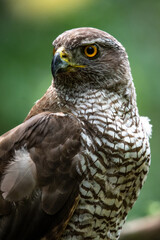 Northern goshawk (Accipiter gentilis) female in a lowland European forest, portrait