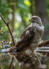 Northern goshawk (Accipiter gentilis) female in a lowland European forest standing in a pond