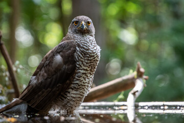 Northern goshawk (Accipiter gentilis) female in a lowland European forest standing in a pond