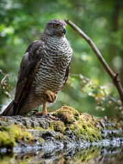 Northern goshawk (Accipiter gentilis) female in a lowland European forest