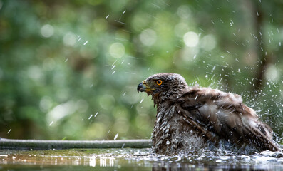 Northern goshawk (Accipiter gentilis) female in a lowland European forest bathing in a pond