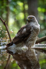 Northern goshawk (Accipiter gentilis) female in a lowland European forest standing in a pond