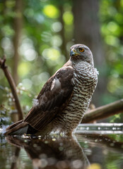 Northern goshawk (Accipiter gentilis) female in a lowland European forest standing in a pond