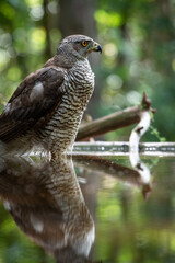 Northern goshawk (Accipiter gentilis) female in a lowland European forest standing in a pond