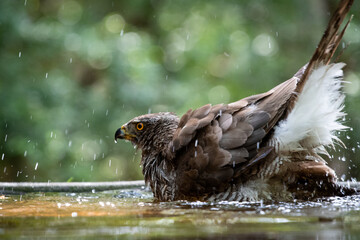 Northern goshawk (Accipiter gentilis) female in a lowland European forest bathing in a pond