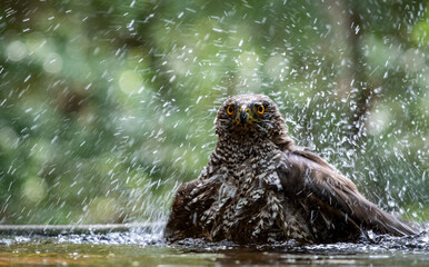 Northern goshawk (Accipiter gentilis) female in a lowland European forest bathing in a pond
