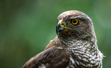 Northern goshawk (Accipiter gentilis) female in a lowland European forest, portrait