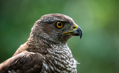 Northern goshawk (Accipiter gentilis) female in a lowland European forest, portrait
