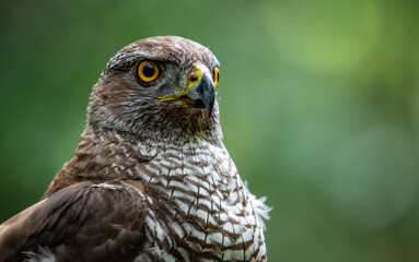 Northern goshawk (Accipiter gentilis) female in a lowland European forest, portrait