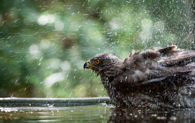 Obraz premium Northern goshawk (Accipiter gentilis) female in a lowland European forest bathing in a pond