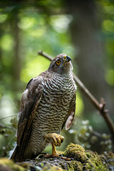 Northern goshawk (Accipiter gentilis) female in a lowland European forest