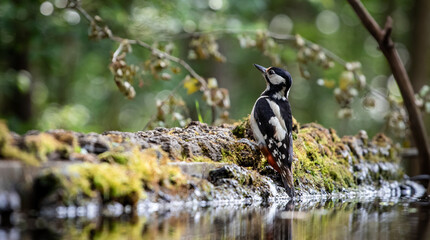 Great spotted woodpecker (Dendrocopos major) in a forest near a small pond