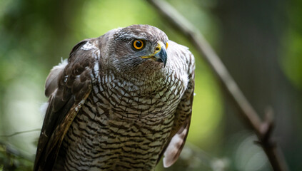 Northern goshawk (Accipiter gentilis) female in a lowland European forest
