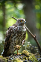 Northern goshawk (Accipiter gentilis) female in a lowland European forest