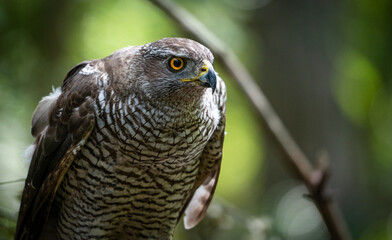 Northern goshawk (Accipiter gentilis) female in a lowland European forest