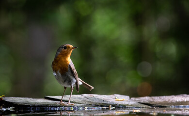 European robin (Erithacus rubecula) near a man-made pond