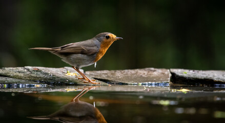 European robin (Erithacus rubecula) near a man-made pond