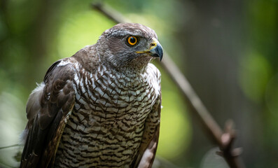 Northern goshawk (Accipiter gentilis) female in a lowland European forest