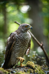 Northern goshawk (Accipiter gentilis) female in a lowland European forest