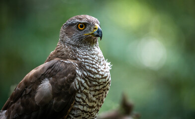 Northern goshawk (Accipiter gentilis) female in a lowland European forest