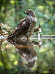 Northern goshawk (Accipiter gentilis) female in a lowland European forest standing in a pond