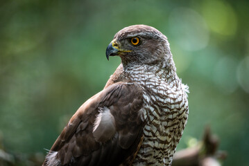 Northern goshawk (Accipiter gentilis) female in a lowland European forest