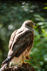 Northern goshawk (Accipiter gentilis) female in a lowland European forest, drying after a bath