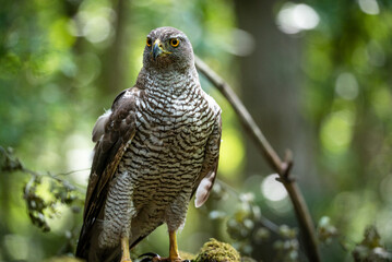 Northern goshawk (Accipiter gentilis) female in a lowland European forest