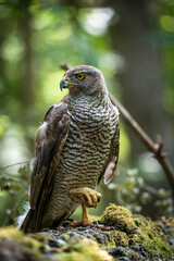 Northern goshawk (Accipiter gentilis) female in a lowland European forest