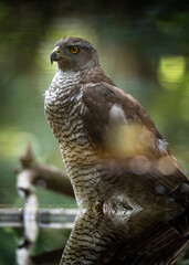 Northern goshawk (Accipiter gentilis) female in a lowland European forest, reflection in water