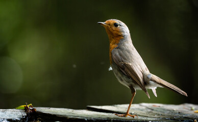 European robin (Erithacus rubecula) near a man-made pond