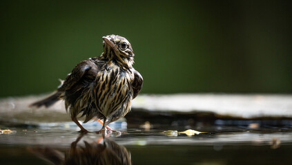 Tree pipit (Anthus trivialis) bathing in a man-made pond in a forest